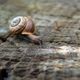 Schnecke