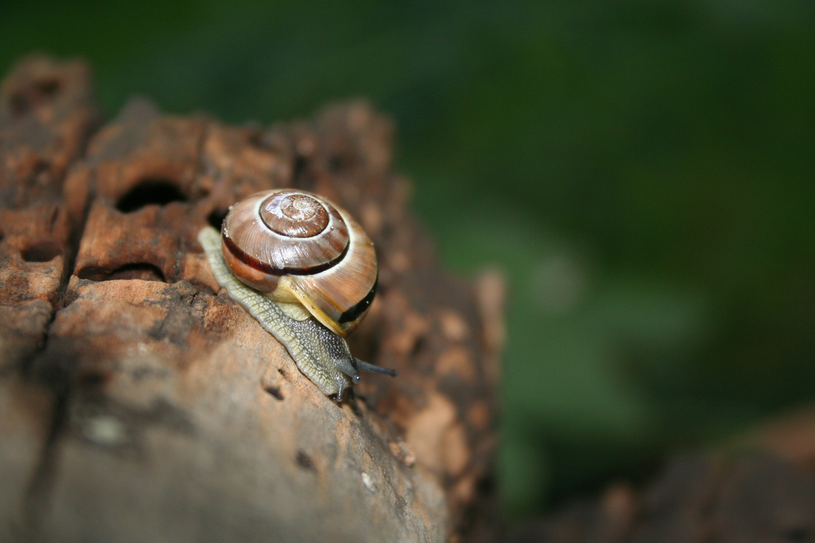 Schnecke