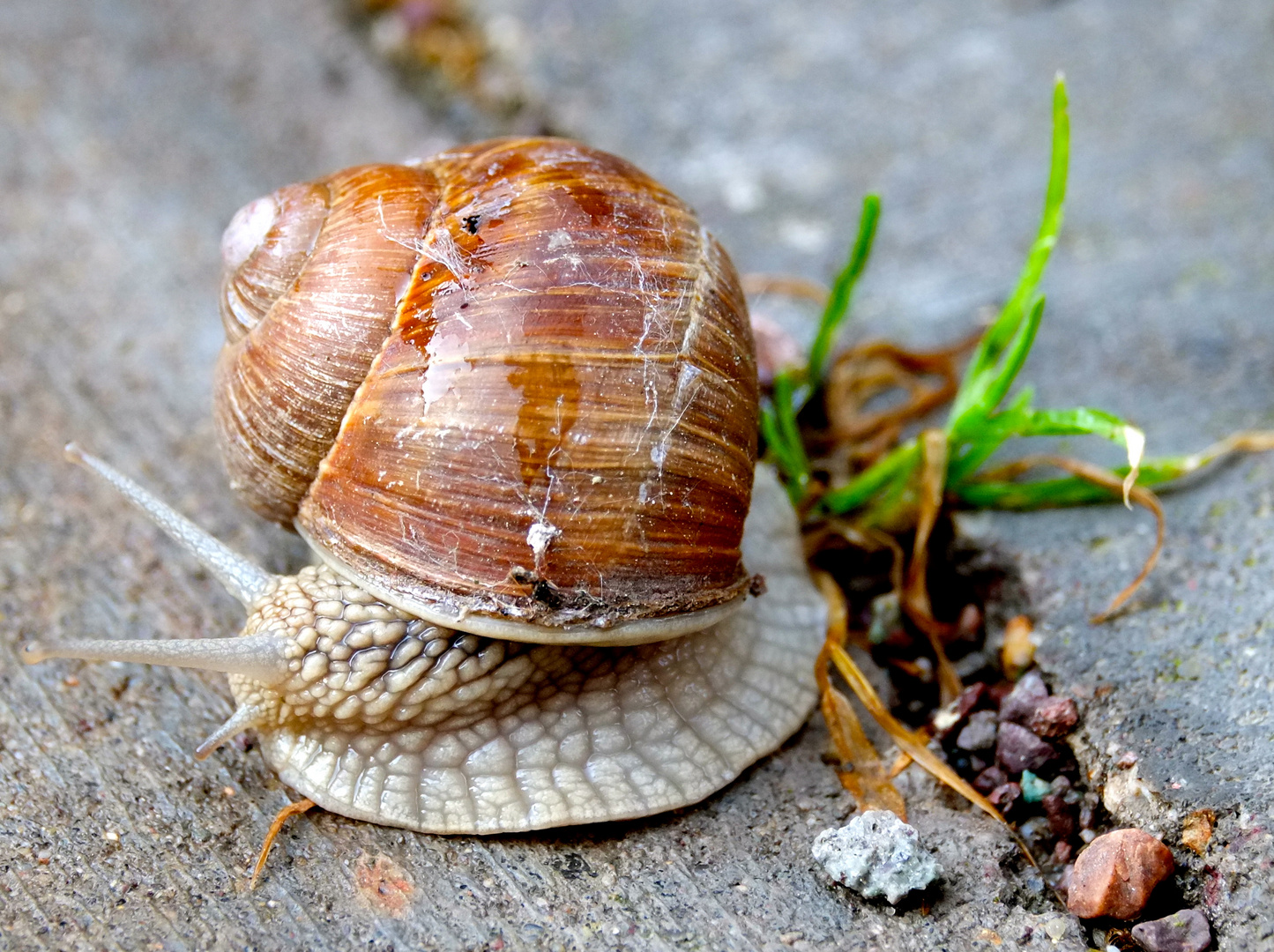 Schnecke