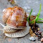 Schnecke