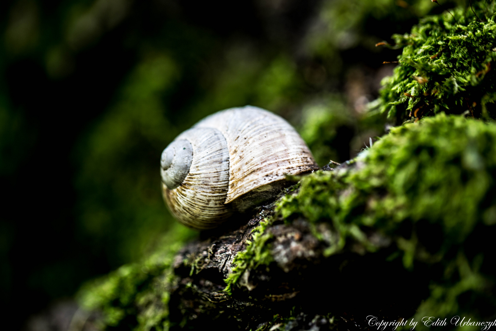 Schnecke