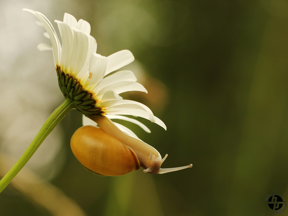 Schnecke