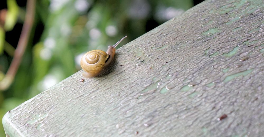 Schnecke