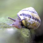 Schnecke