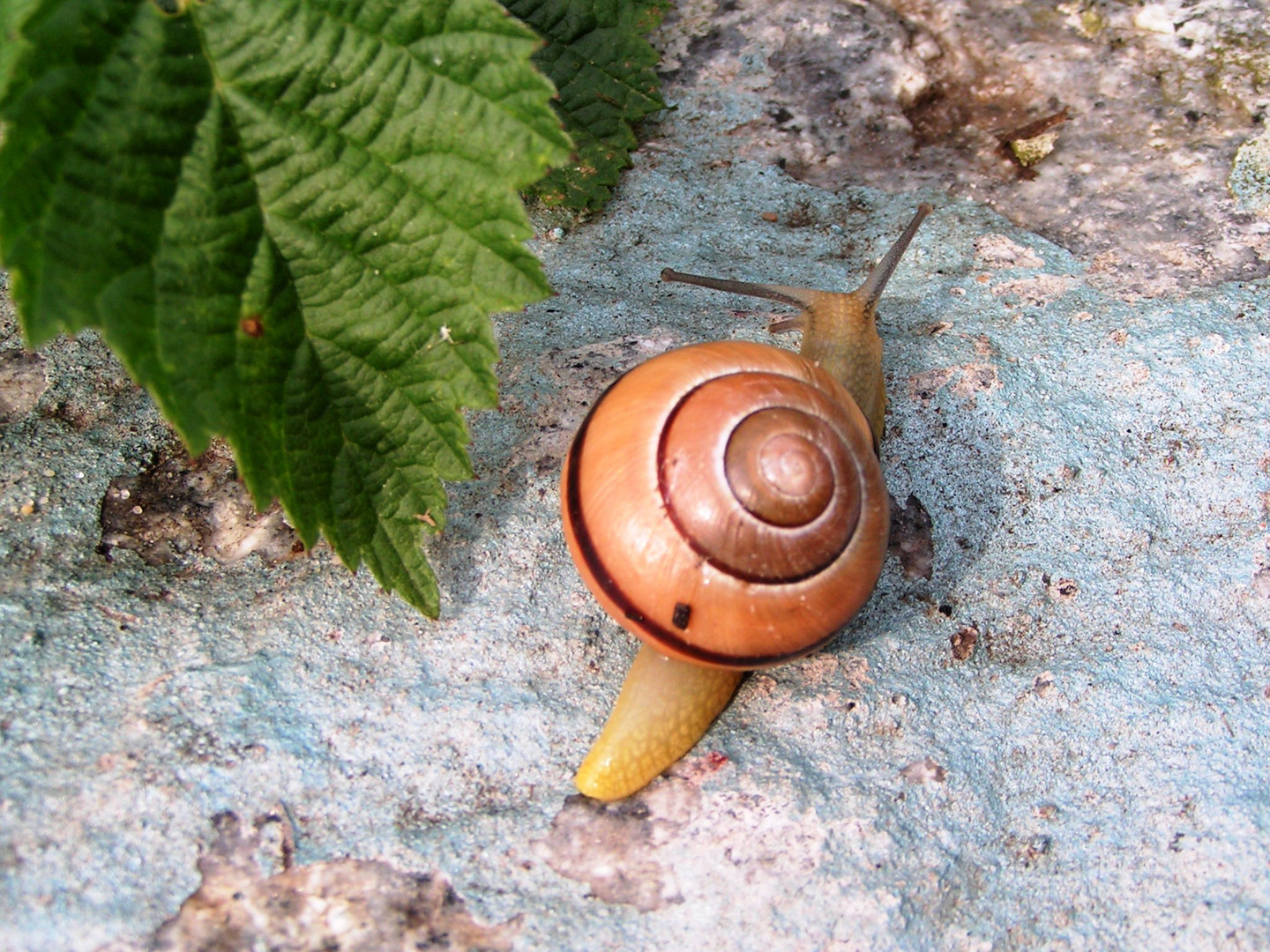 Schnecke