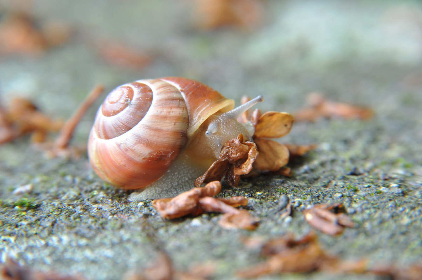 Schnecke