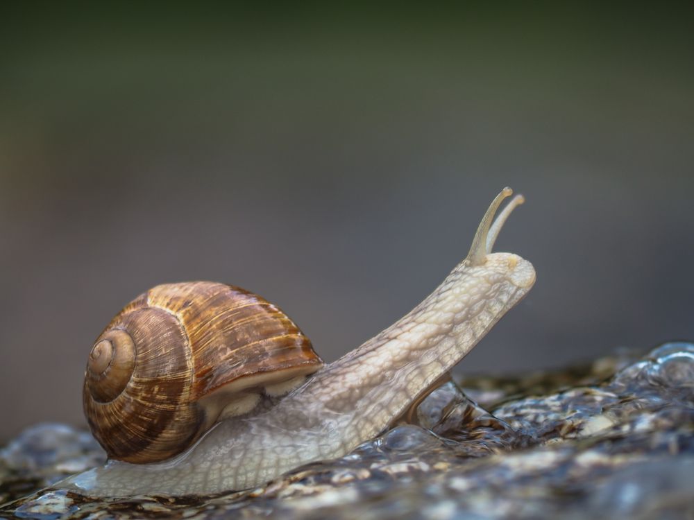 Schnecke Foto & Bild tiere, wildlife, schnecken & muscheln Bilder auf
