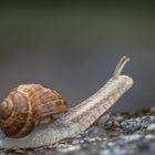 Schnecke