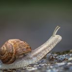 Schnecke