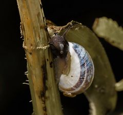 Schnecke