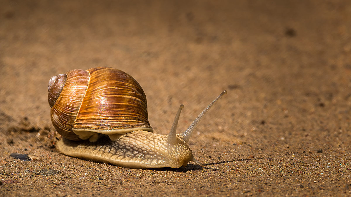 Schnecke