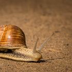 Schnecke