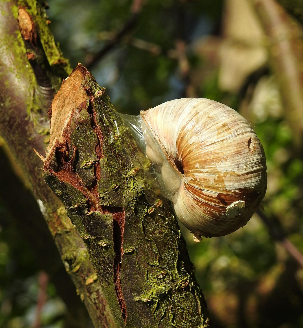 Schnecke 