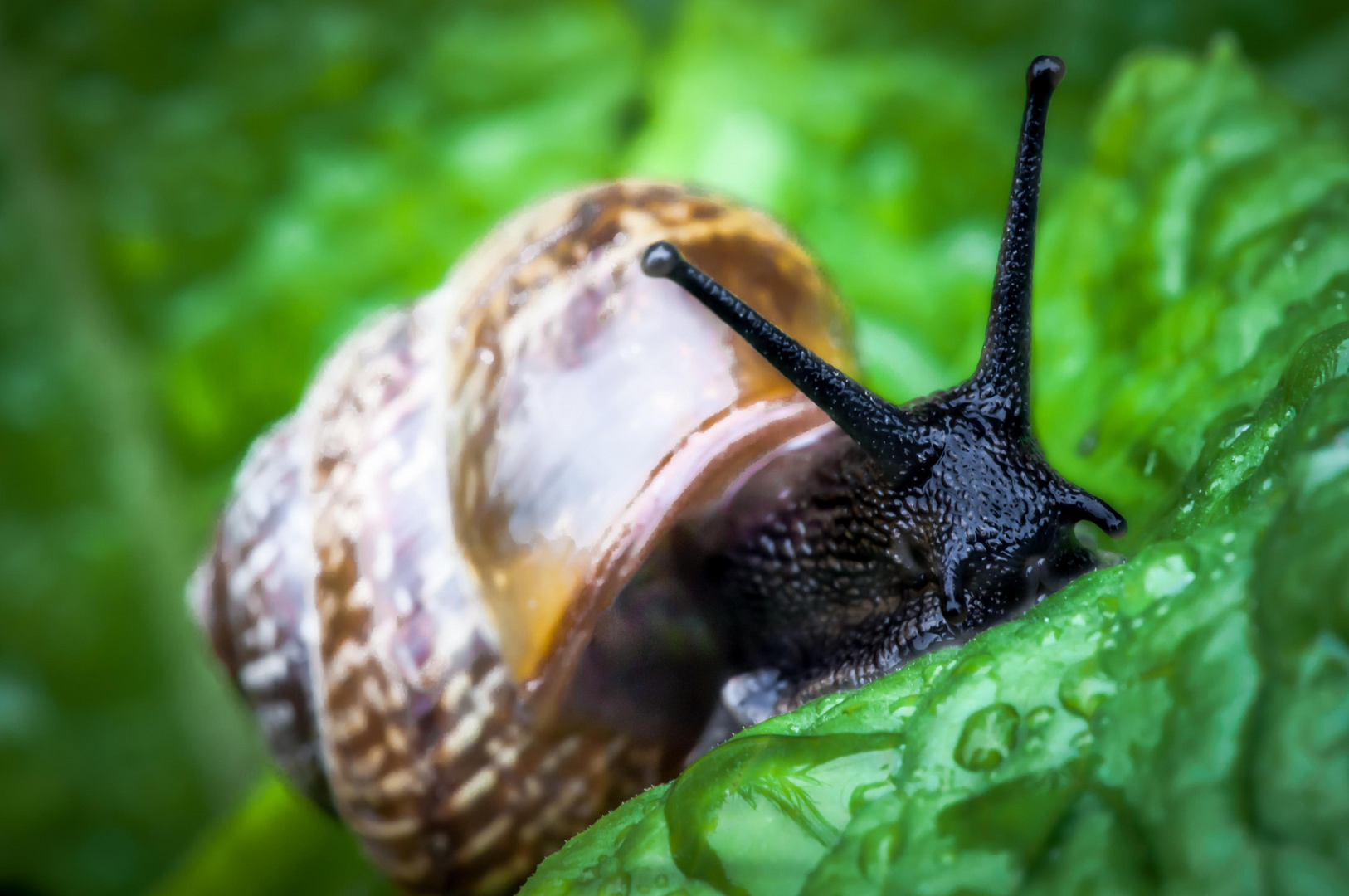 Schnecke