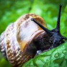 Schnecke