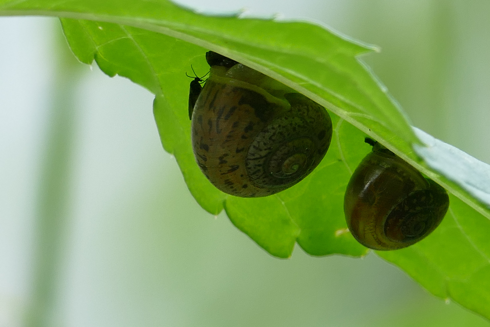 Schnecke