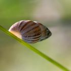 Schnecke