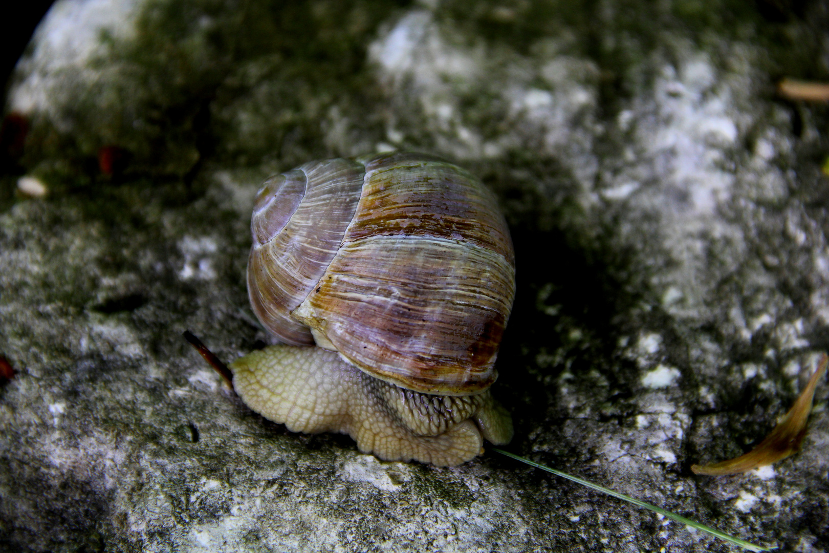 Schnecke