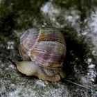 Schnecke