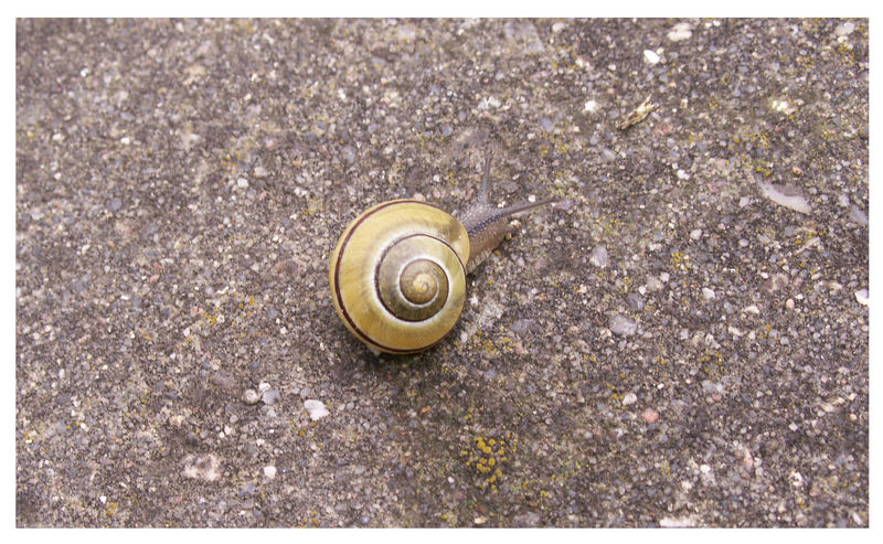 -*-Schnecke-*-