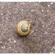 -*-Schnecke-*-