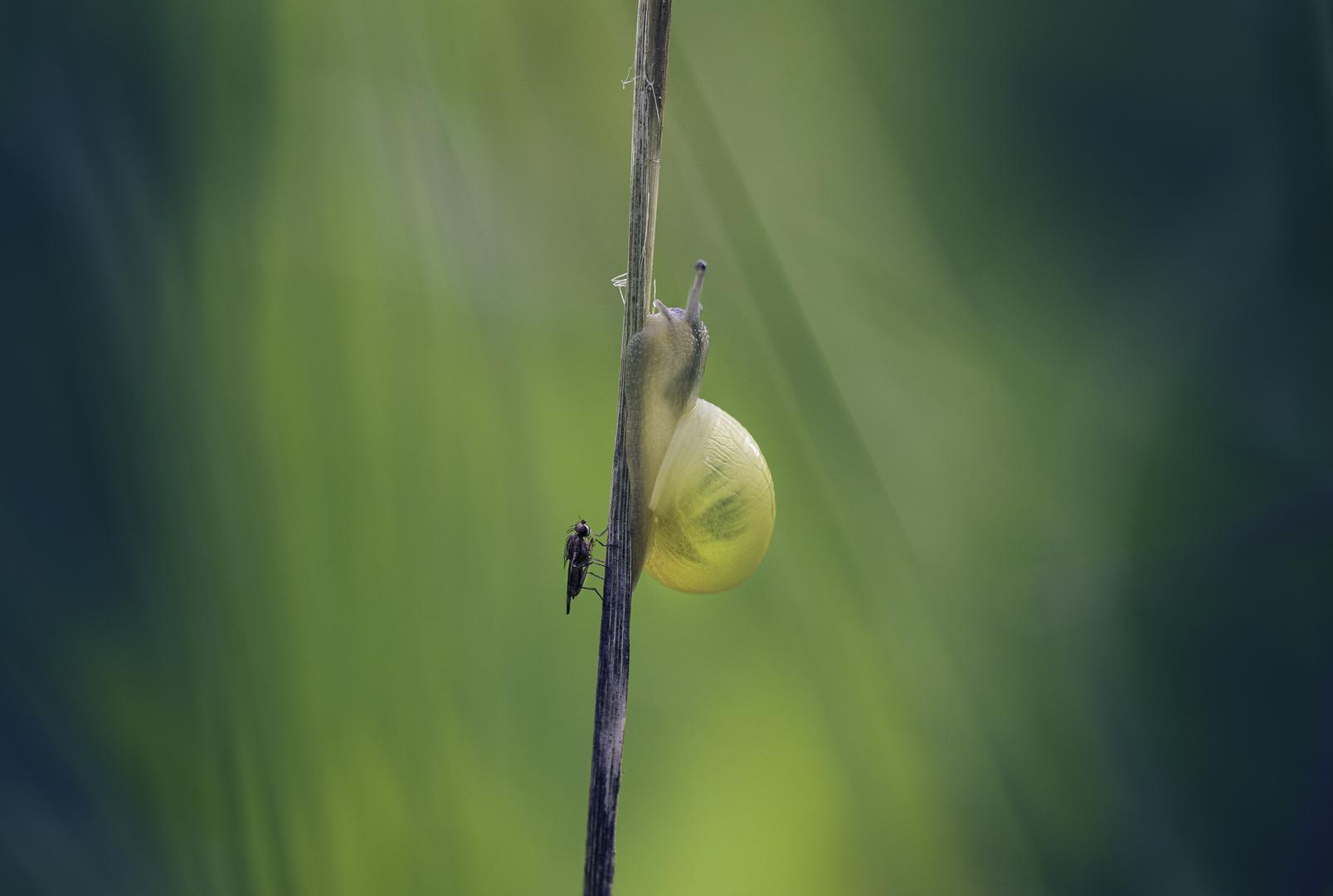 Schnecke