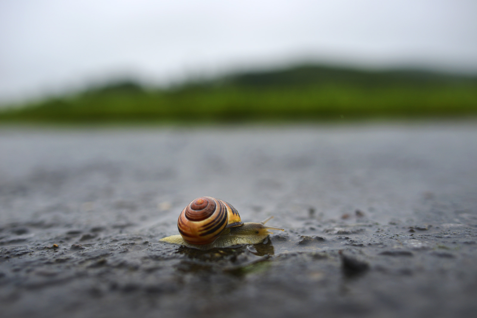 schnecke