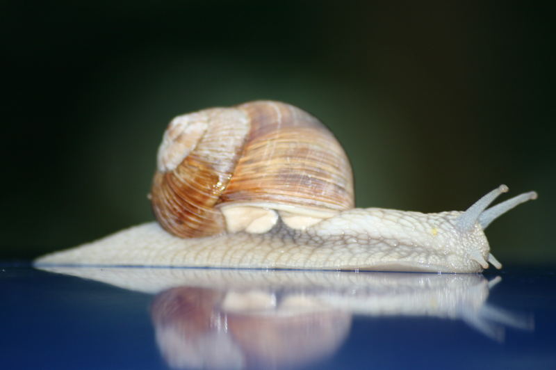 Schnecke 8