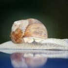 Schnecke 8