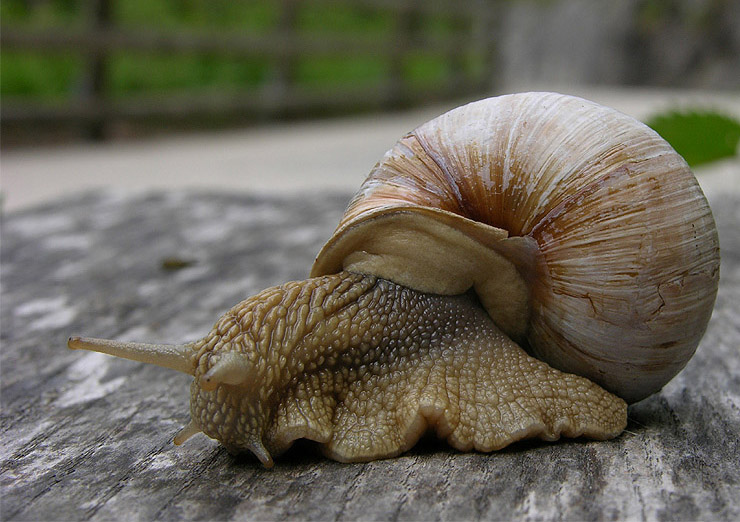 Schnecke