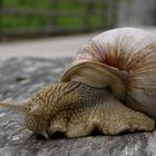 Schnecke