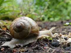 Schnecke