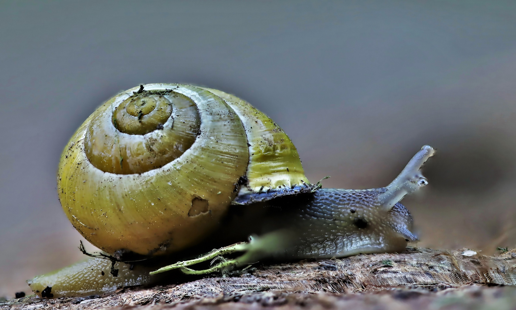 Schnecke 