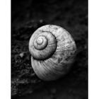 Schnecke