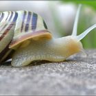 Schnecke