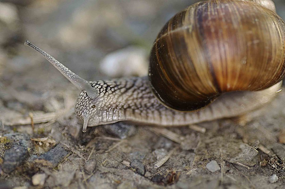 Schnecke