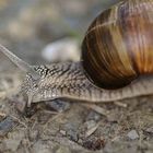 Schnecke