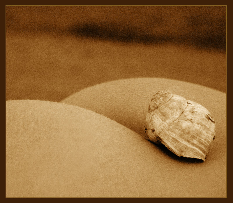 Schnecke