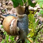 Schnecke