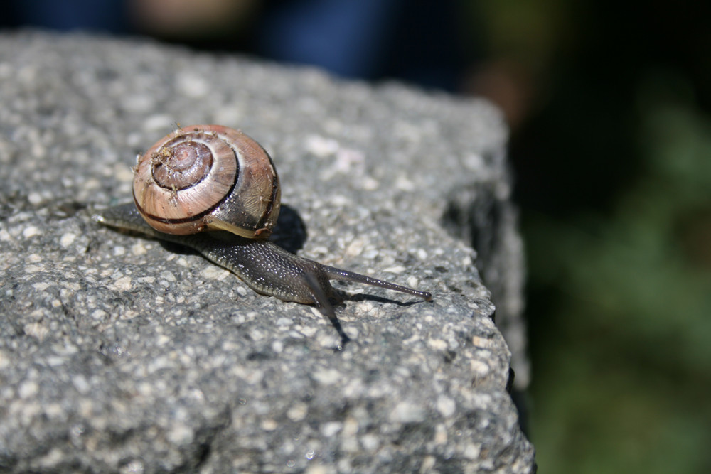 Schnecke