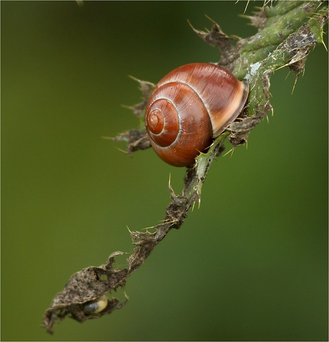 Schnecke