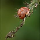 Schnecke