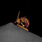 Schnecke