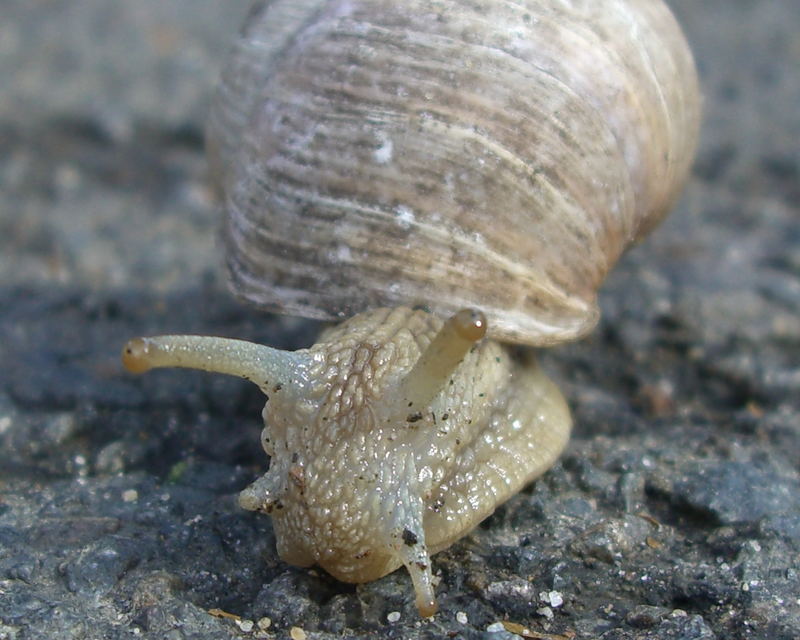 Schnecke