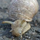 Schnecke