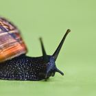 Schnecke