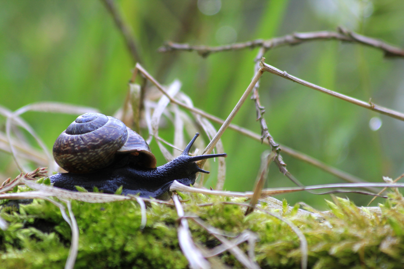 Schnecke