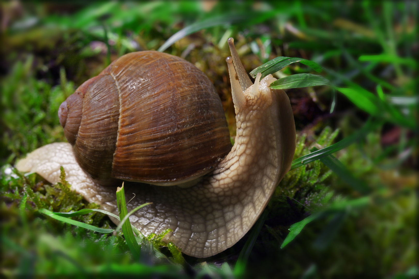 Schnecke Foto &amp; Bild | tiere, wildlife, schnecken &amp; muscheln Bilder auf ...