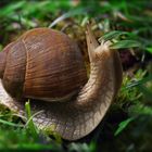 Schnecke