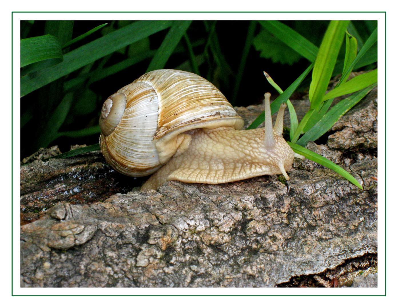 Schnecke